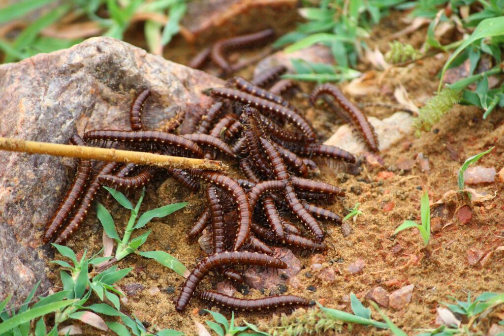 insect control