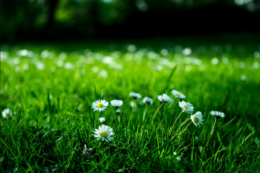 summer lawn care