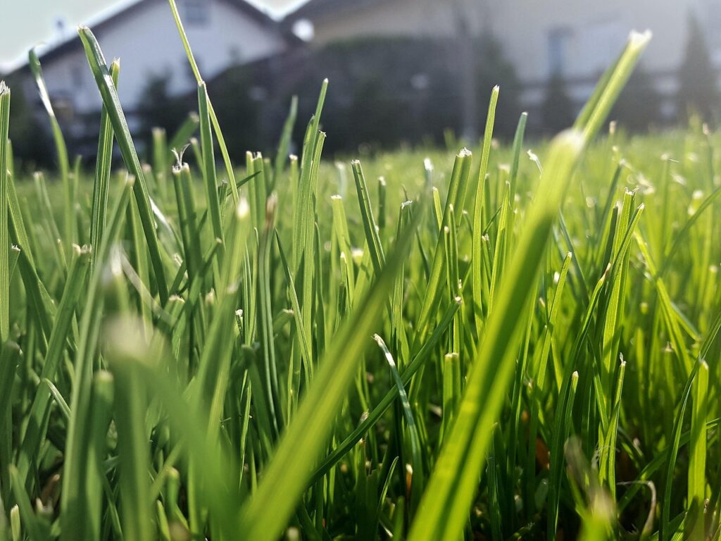 grass cutting and maintenance