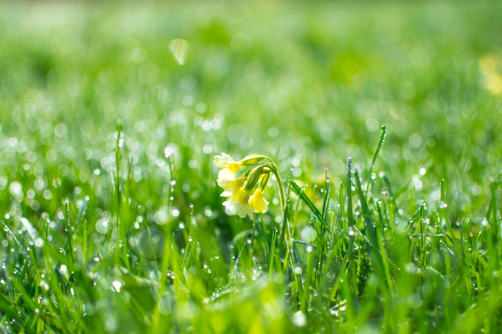 spring lawn care