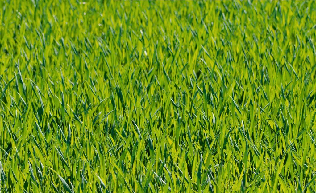 Artificial vs. Natural Grass Lawns in Troutman, NC