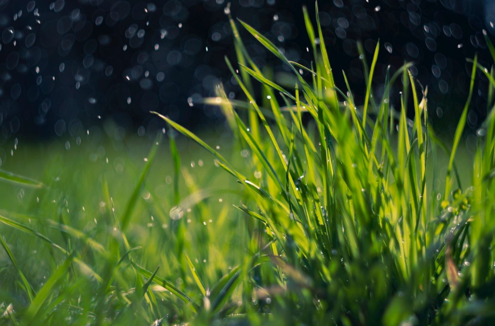 lawn treatments