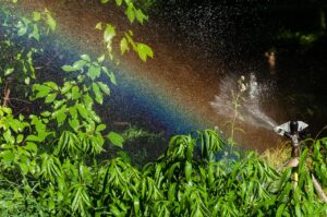 optimal watering by season